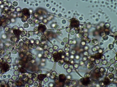 Cribraria intricata
