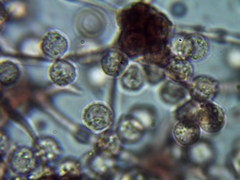 Cribraria intricata