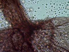 Cribraria intricata