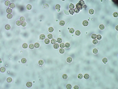 Cribraria intricata