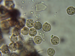 Cribraria intricata
