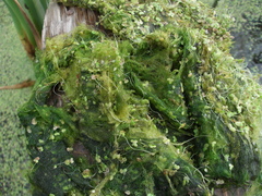 Hydrodictyon reticulatum