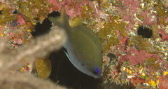 Chromis insolata