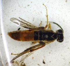 Macrophya varia