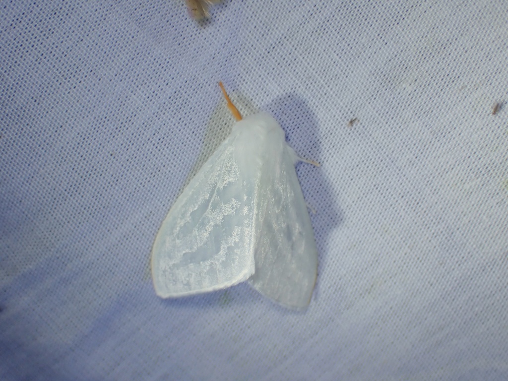 Leucoma luteipes