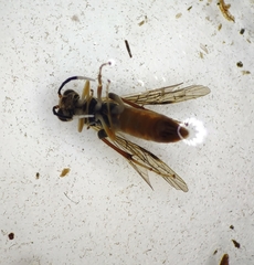 Macrophya varia