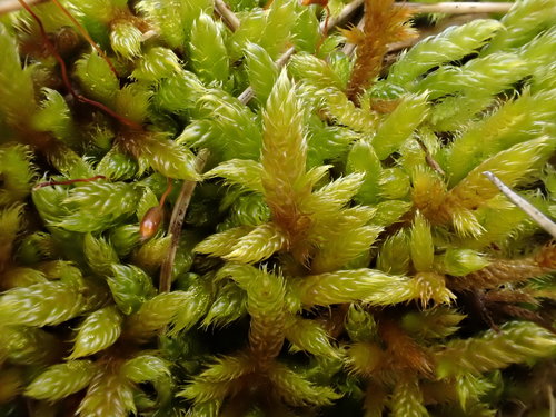 Hypnum cupressiforme var. lacunosum