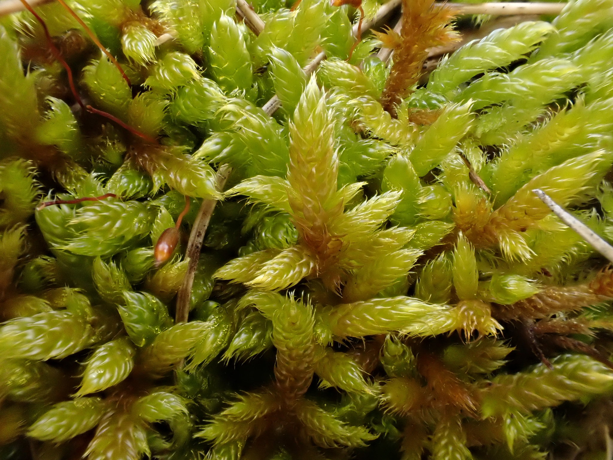 Hypnum cupressiforme var. lacunosum