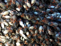 Oxycarenus lavaterae