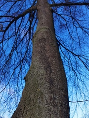 Oxycarenus lavaterae