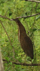 Tigrisoma