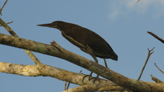 Tigrisoma