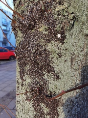 Oxycarenus lavaterae