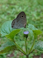 Ypthima philomela