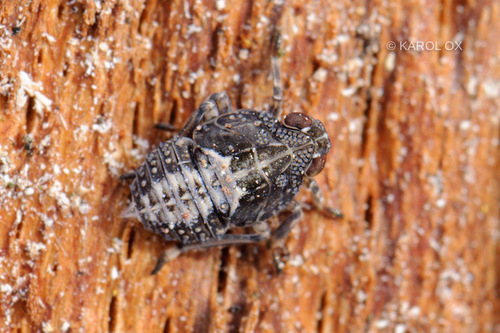 kôrar hnedý (Issus coleoptratus)
