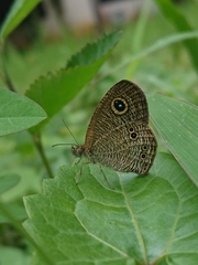 Ypthima philomela