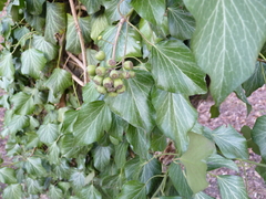 Hedera helix