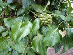 Hedera helix
