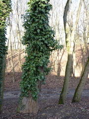 Hedera helix