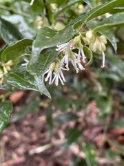 Sarcococca ruscifolia