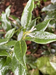 Sarcococca ruscifolia