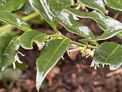 Sarcococca ruscifolia