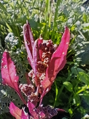 Chenopodium