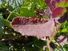Chenopodium