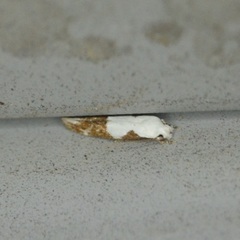 Mompha circumscriptella
