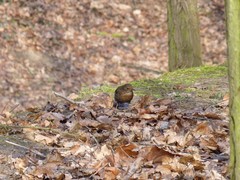Turdus merula