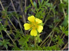 Potentilla hickmanii