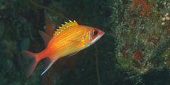 Neoniphon marianus