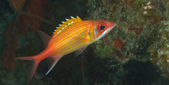 Neoniphon marianus