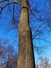 Oxycarenus lavaterae