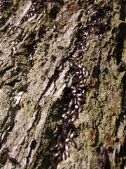 Oxycarenus lavaterae