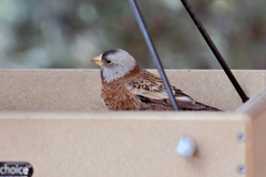 Leucosticte tephrocotis littoralis