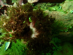 Cucumaria frondosa