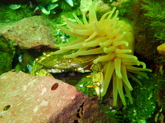 Cribrinopsis similis