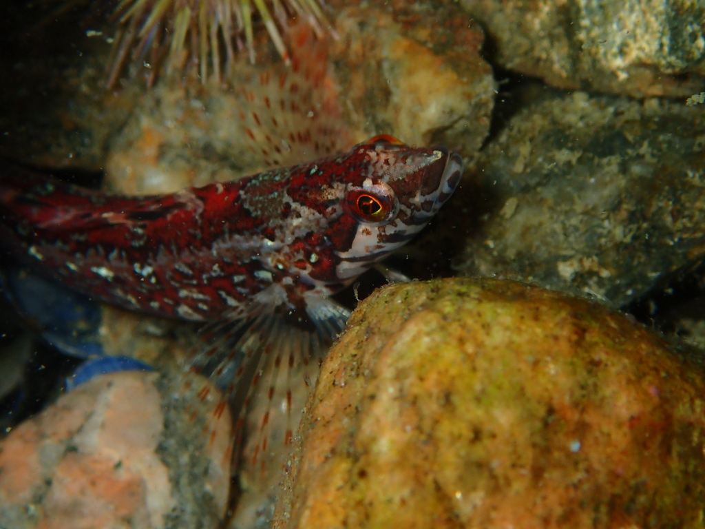 Arctic shanny (Stichaeus punctatus) — Stichaeidae