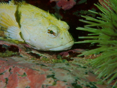 Myoxocephalus scorpius