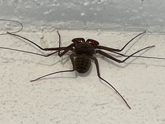 Phrynus operculatus