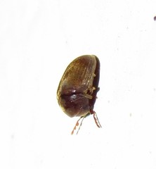 Tricorynus