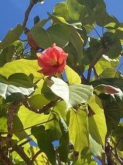 Thespesia grandiflora