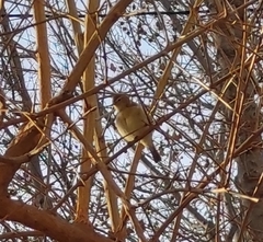 Phylloscopus collybita