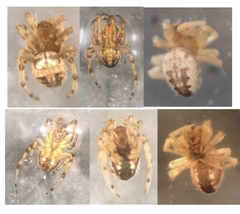 Neoscona theisi