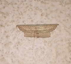 Phalacra
