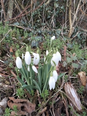 Galanthus nivalis