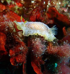 Doriopsilla areolata