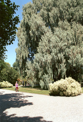 Cupressus cashmeriana