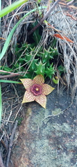 Orbea verrucosa